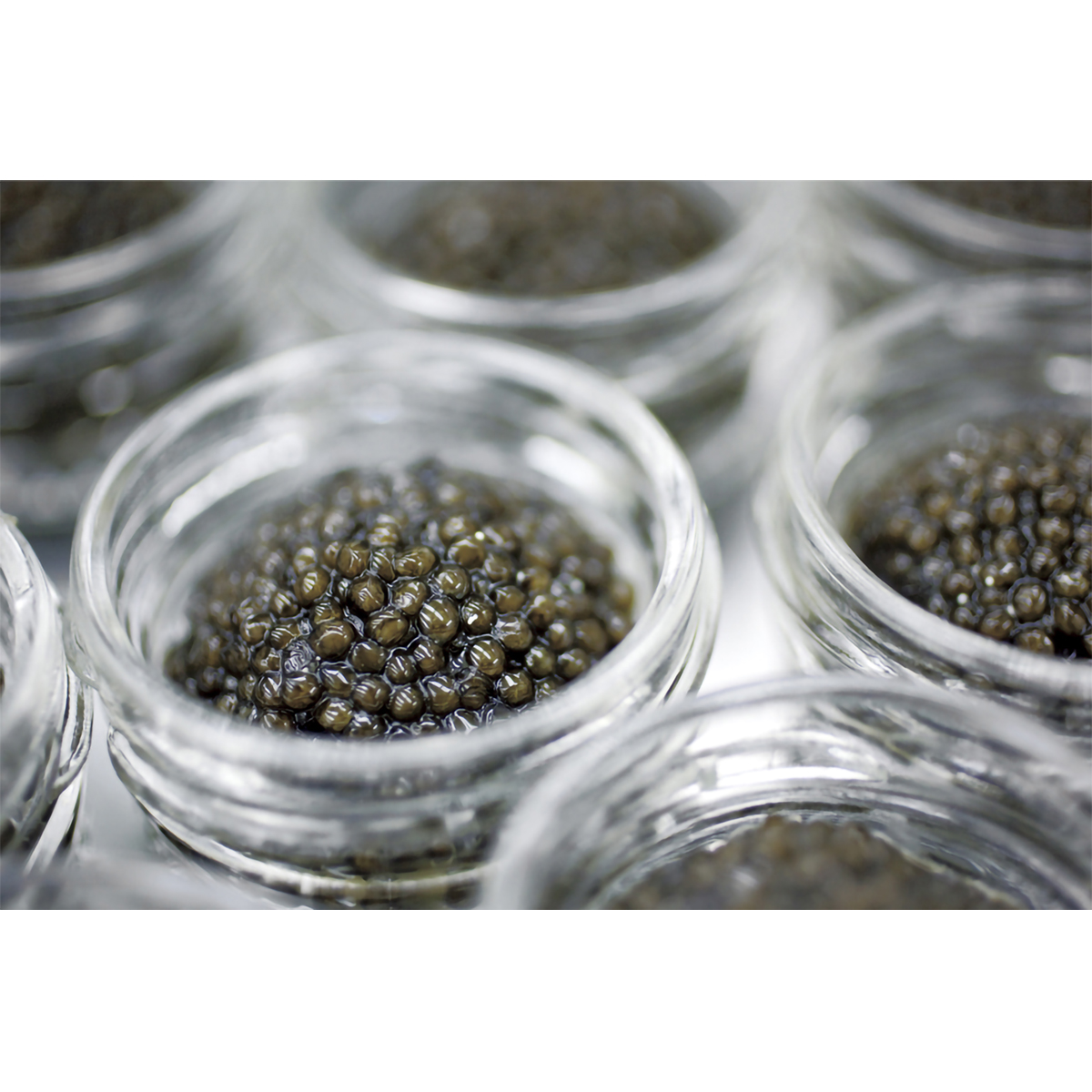 【冷蔵】フランス産　養殖キャビア　オシェトラ箱入り　18g 260731