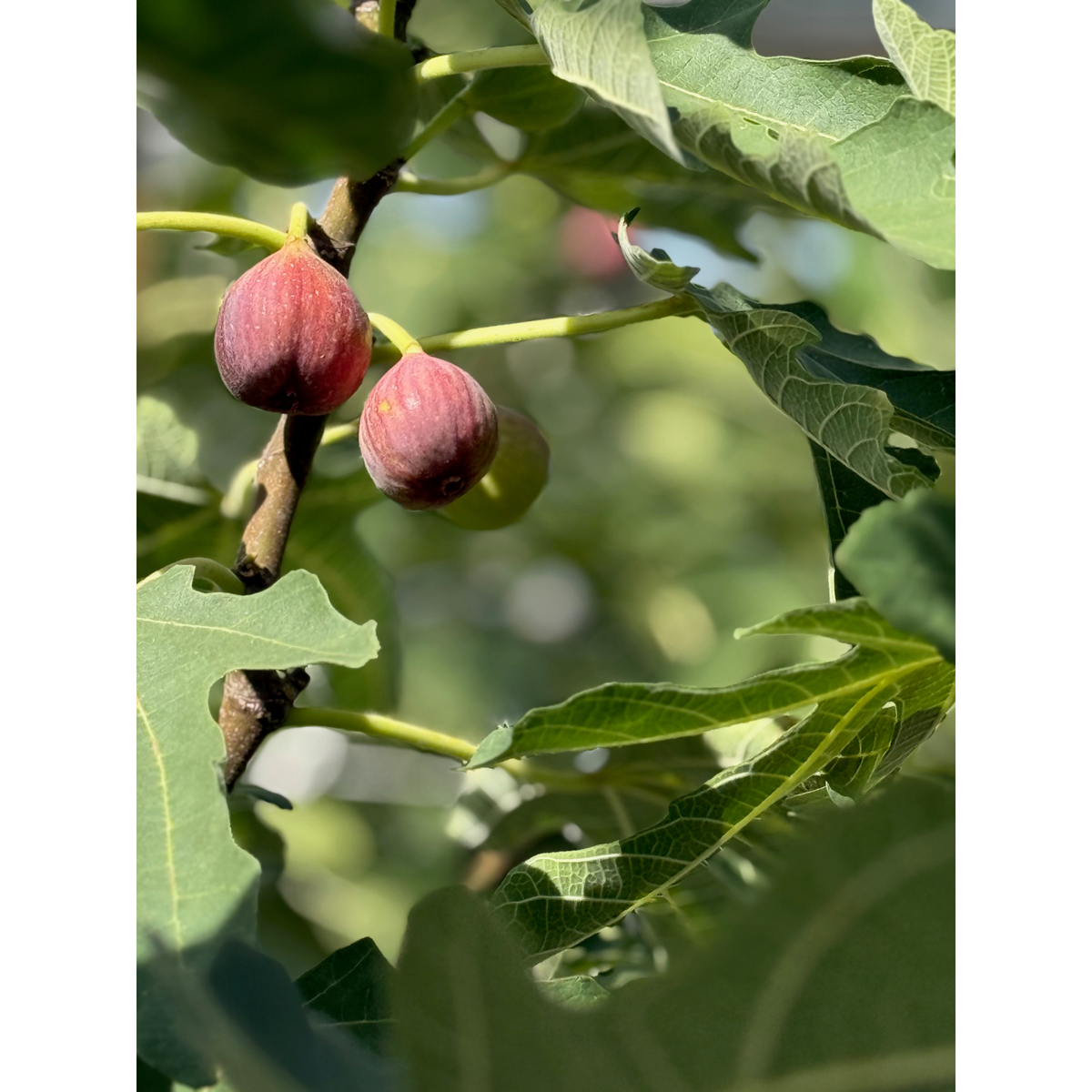 【ブランドツール】潤果(無花果・とよみつ姫)瓶入り60g