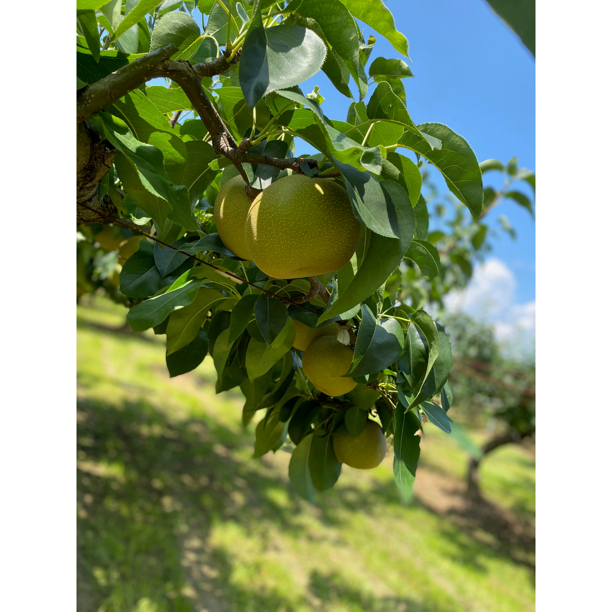 【ブランドツール】潤果(梨・幸水)瓶入り45g