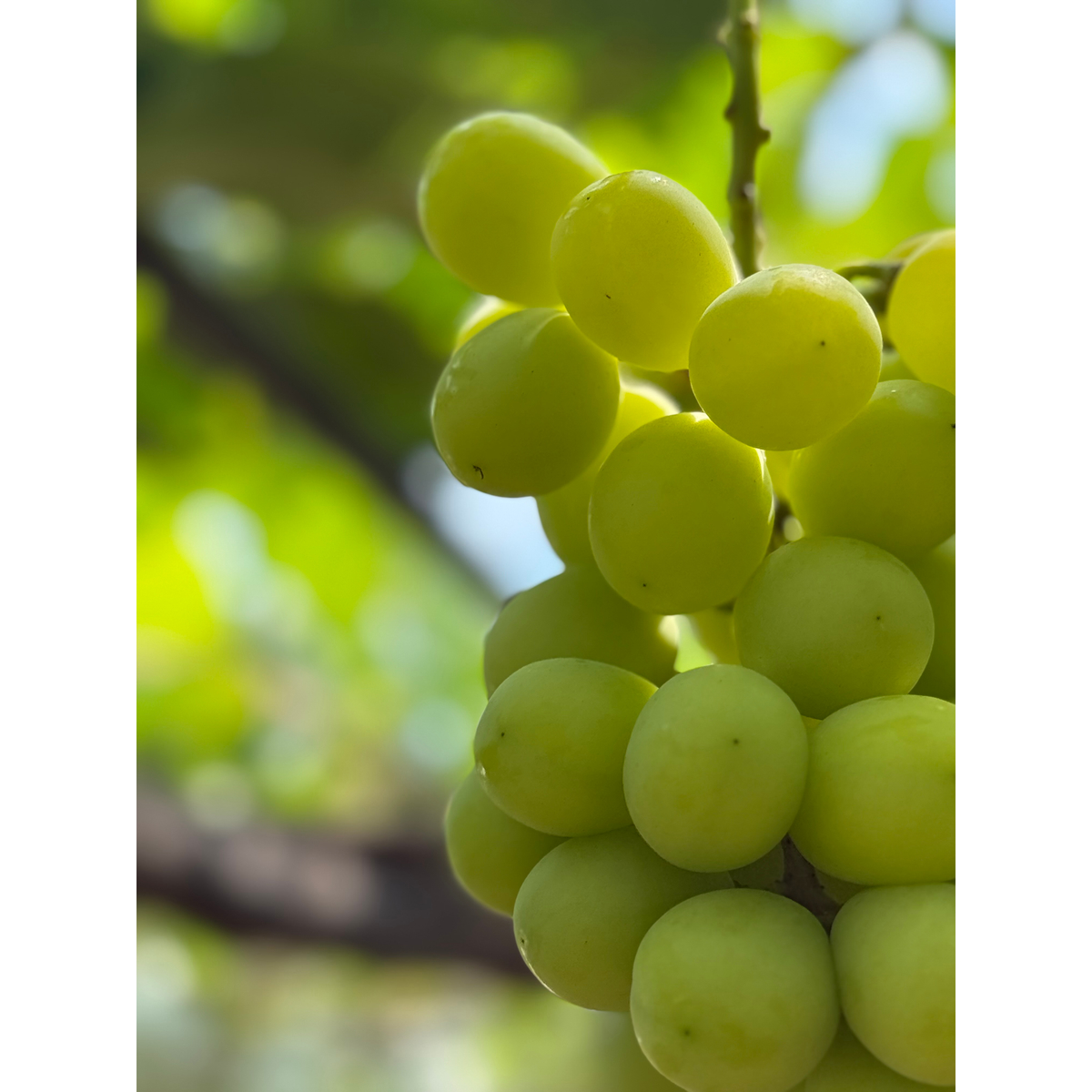 【ブランドツール】潤果(葡萄・シャインマスカット)瓶入り40g