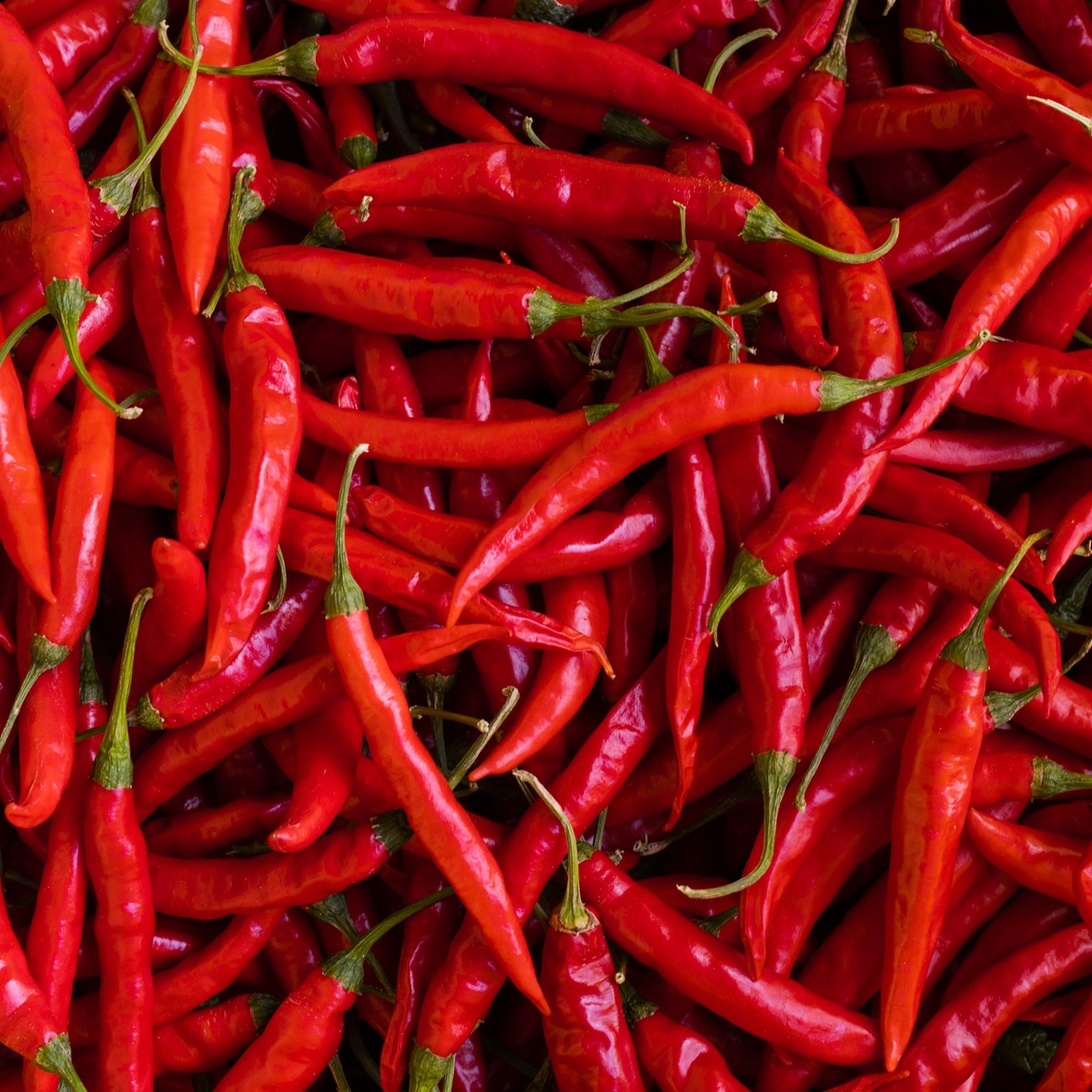 【唐津ピリカラ協会】赤獅子（国産赤一味唐辛子 10g缶入）