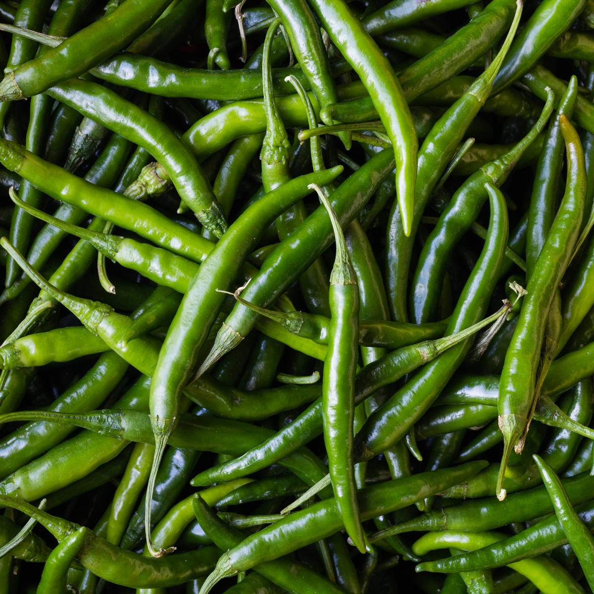 【唐津ピリカラ協会】青獅子（国産青一味唐辛子 10g缶入）