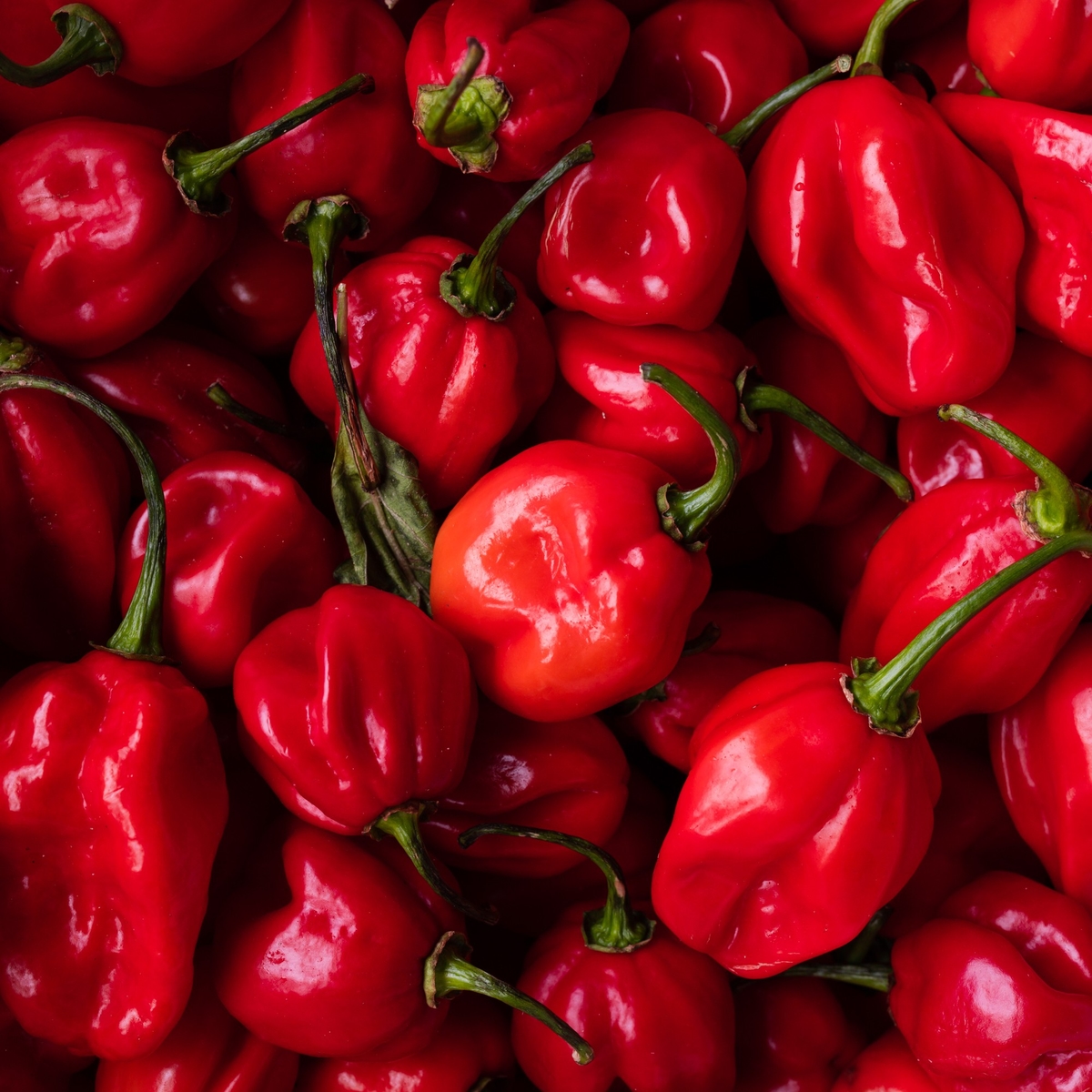 【唐津ゲキカラ協会】源頼光（国産ハバネロ一味唐辛子 8g缶入）