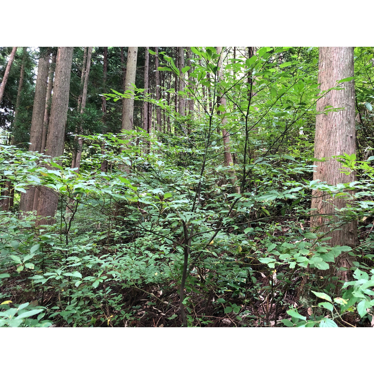 島根県産 くろもじ茶 260930