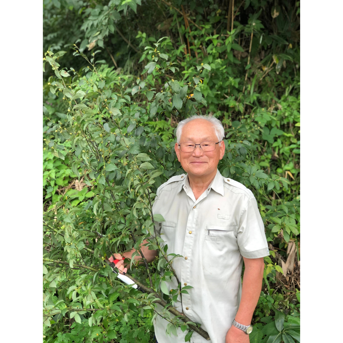 島根県産 くろもじ茶 260930