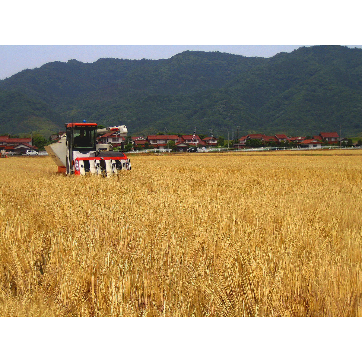 出雲産 むぎ茶 270731