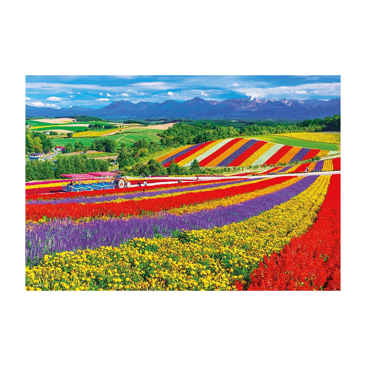 【ジグソーパズル】ビバリー　美瑛の花咲く丘