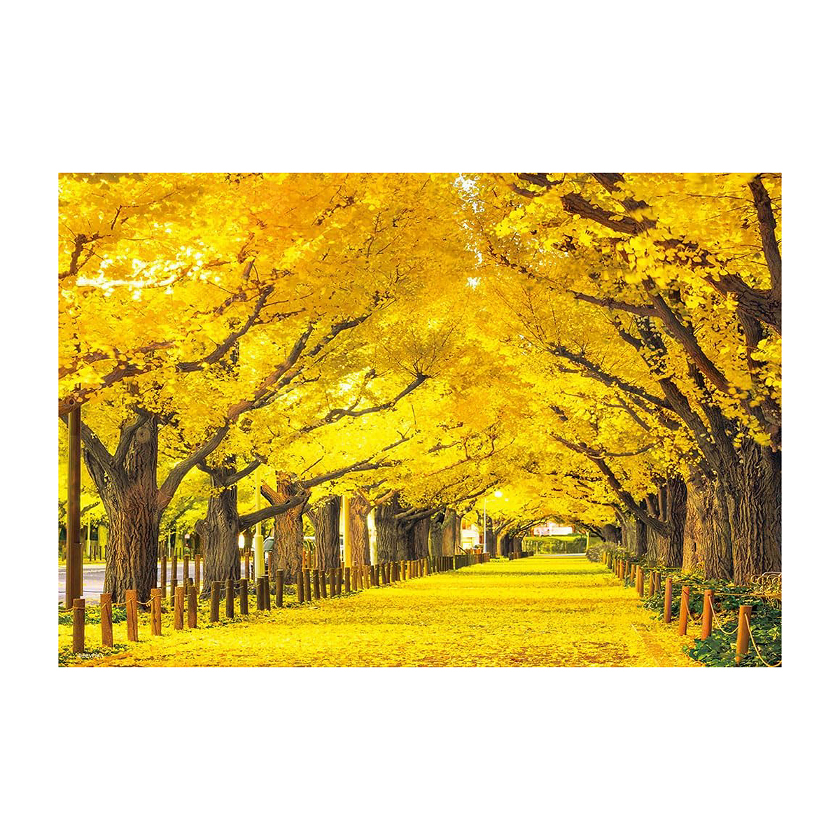 【ジグソーパズル】ビバリー　神宮外苑の銀杏並木