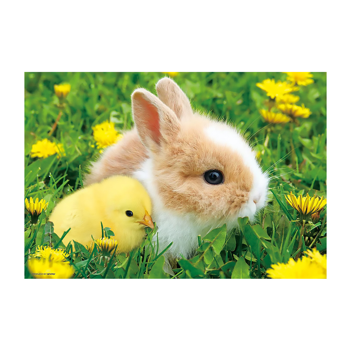 【ジグソーパズル】ビバリー　たんぽぽ咲いたね