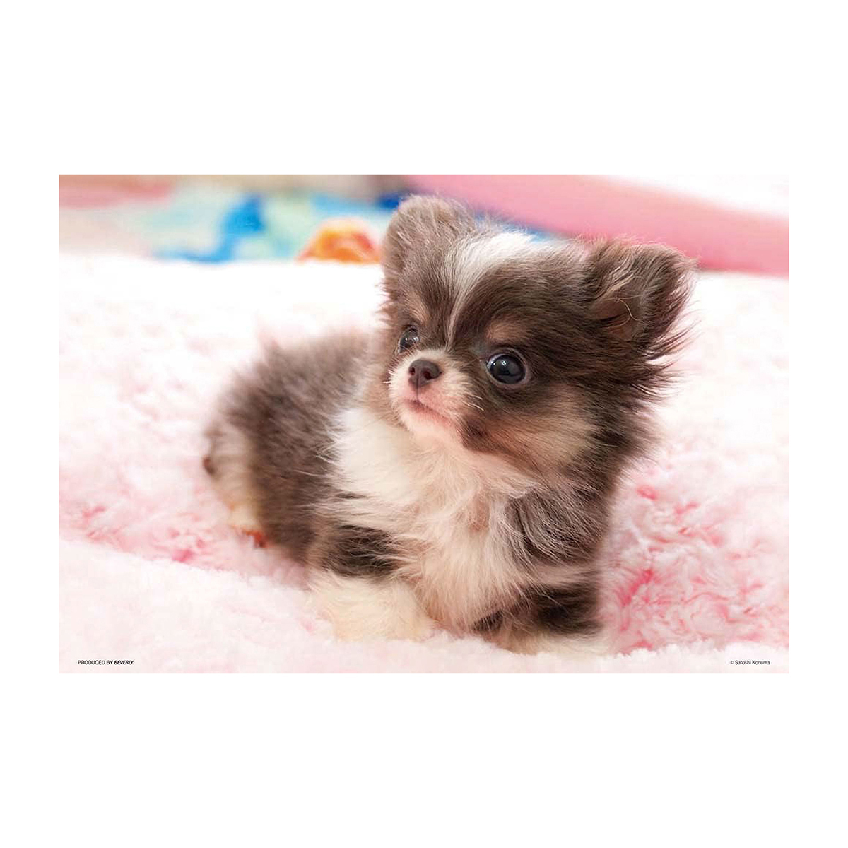 【ジグソーパズル】ビバリー　チワワなボク