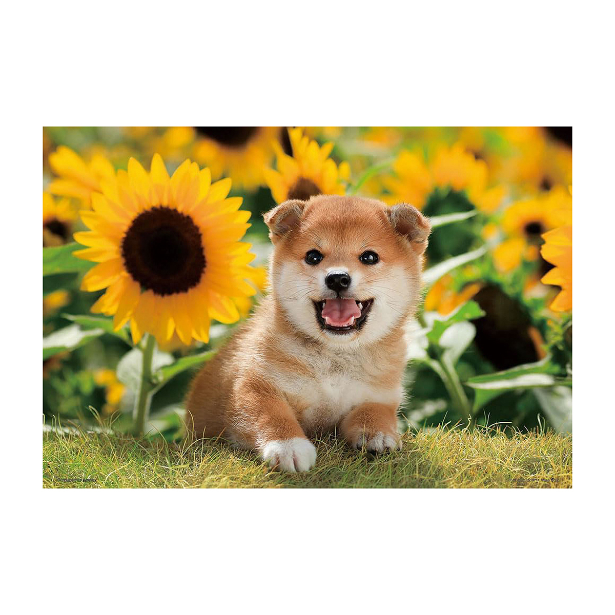 【ジグソーパズル】ビバリー　ひまわりとボク