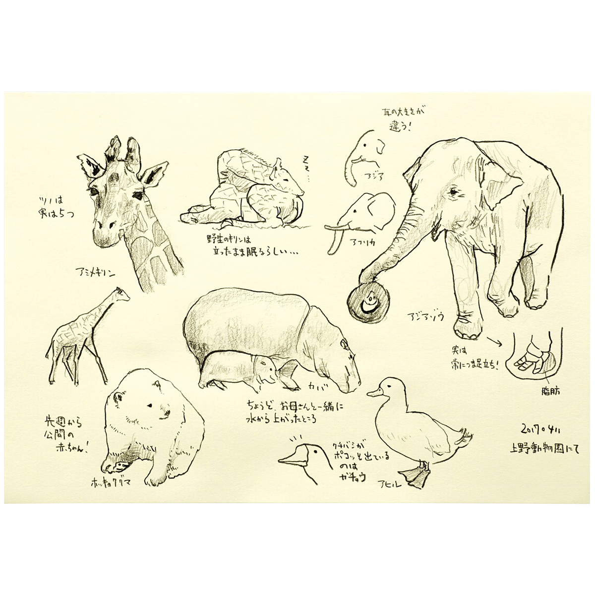 マルマン　クロッキーパッド　Ｃクロッキー紙　Ａ５　６０枚