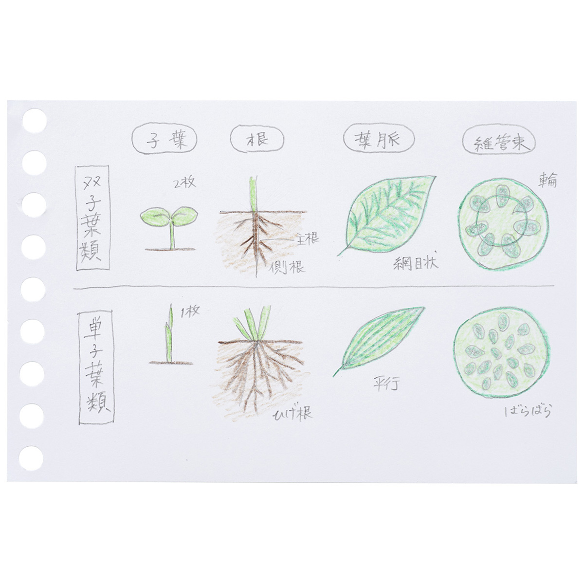 マルマン　ミニサイズ　ルーズリーフ　無地　１００枚