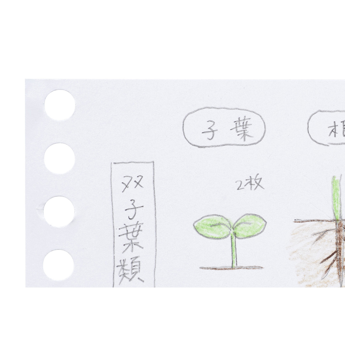 マルマン　ミニサイズ　ルーズリーフ　無地　１００枚