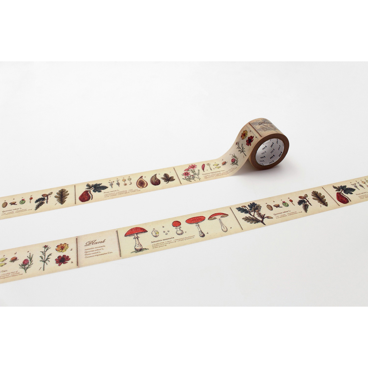 カモ井／マスキングテープ　ｍｔ　ｅｘ　図鑑・植物　ＭＴＥＸ１Ｐ３４Ｒ