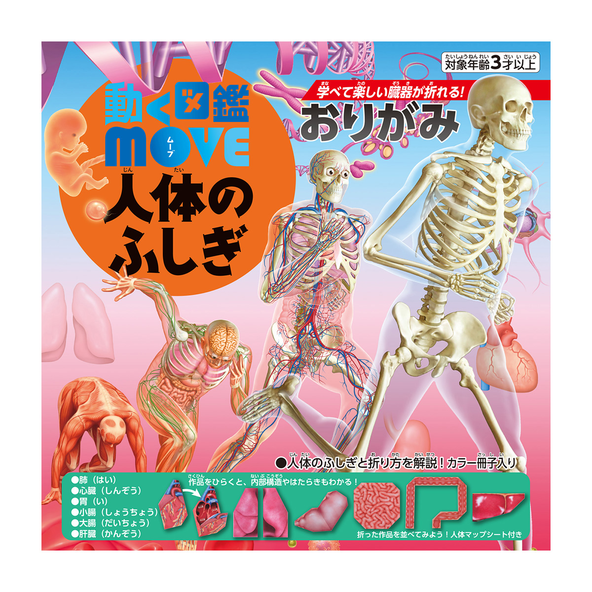 トーヨー　ＭＯＶＥ人体のふしぎおりがみ　　１６枚