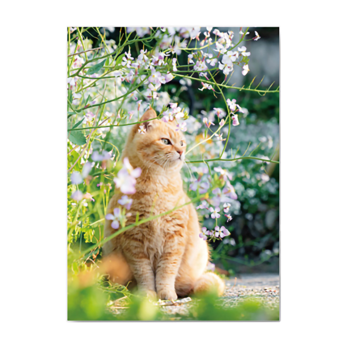 イーズプロダクツ　ネコポストカード　ＰＮ１２９５