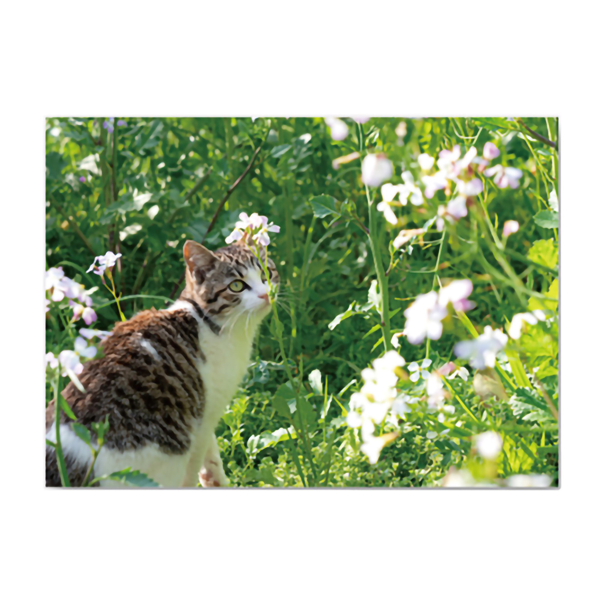 イーズプロダクツ　ネコポストカード　ＰＮ１２９６