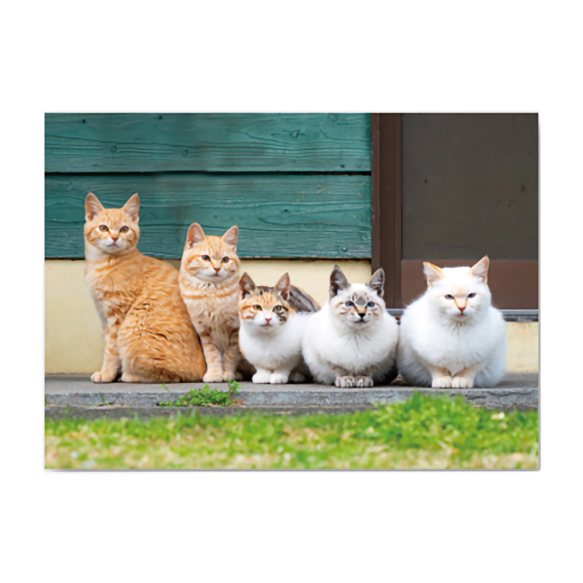 イーズプロダクツ　ネコポストカード　ＰＮ１２９７