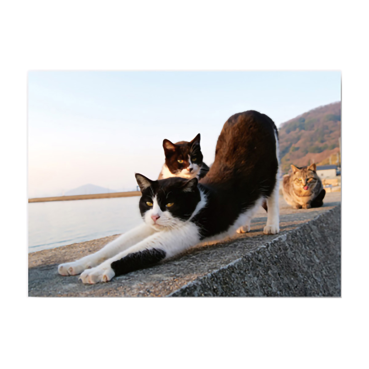 イーズプロダクツ　ネコポストカード　ＰＮ１２９８