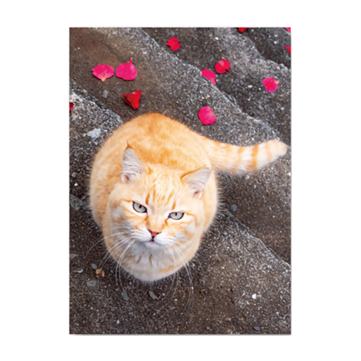 イーズプロダクツ　ネコポストカード　ＰＮ１３００