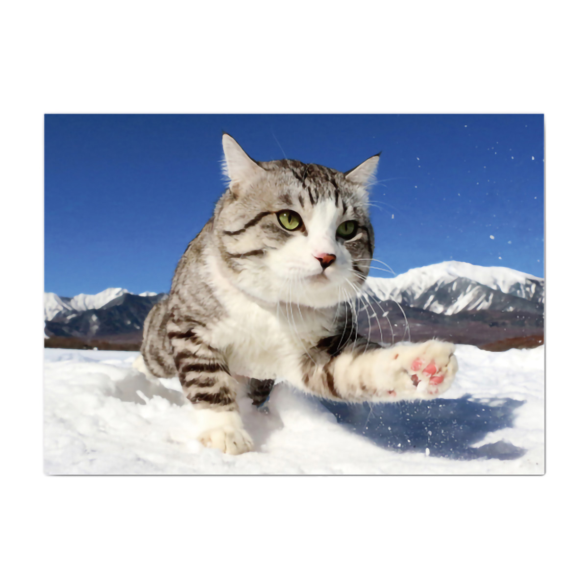 イーズプロダクツ　ネコポストカード　ＰＮ１３１０