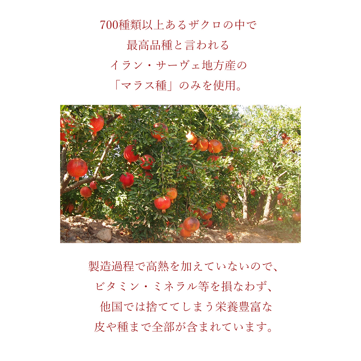 【ヴァレデローズ】プレミアムザクロペースト