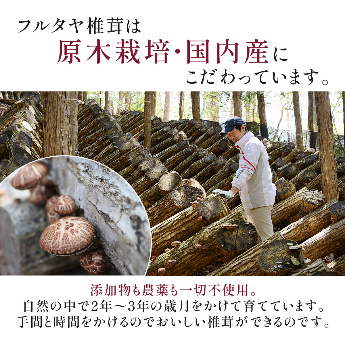 フルタヤ椎茸　どんこ椎茸　80g 251225
