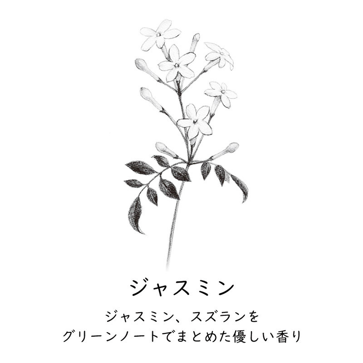 ペーパーインセンス　Jasmine（ジャスミン）