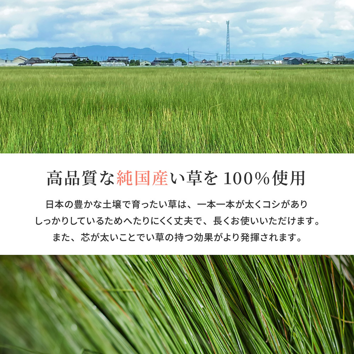 国産い草ラグ　裏貼り　月光