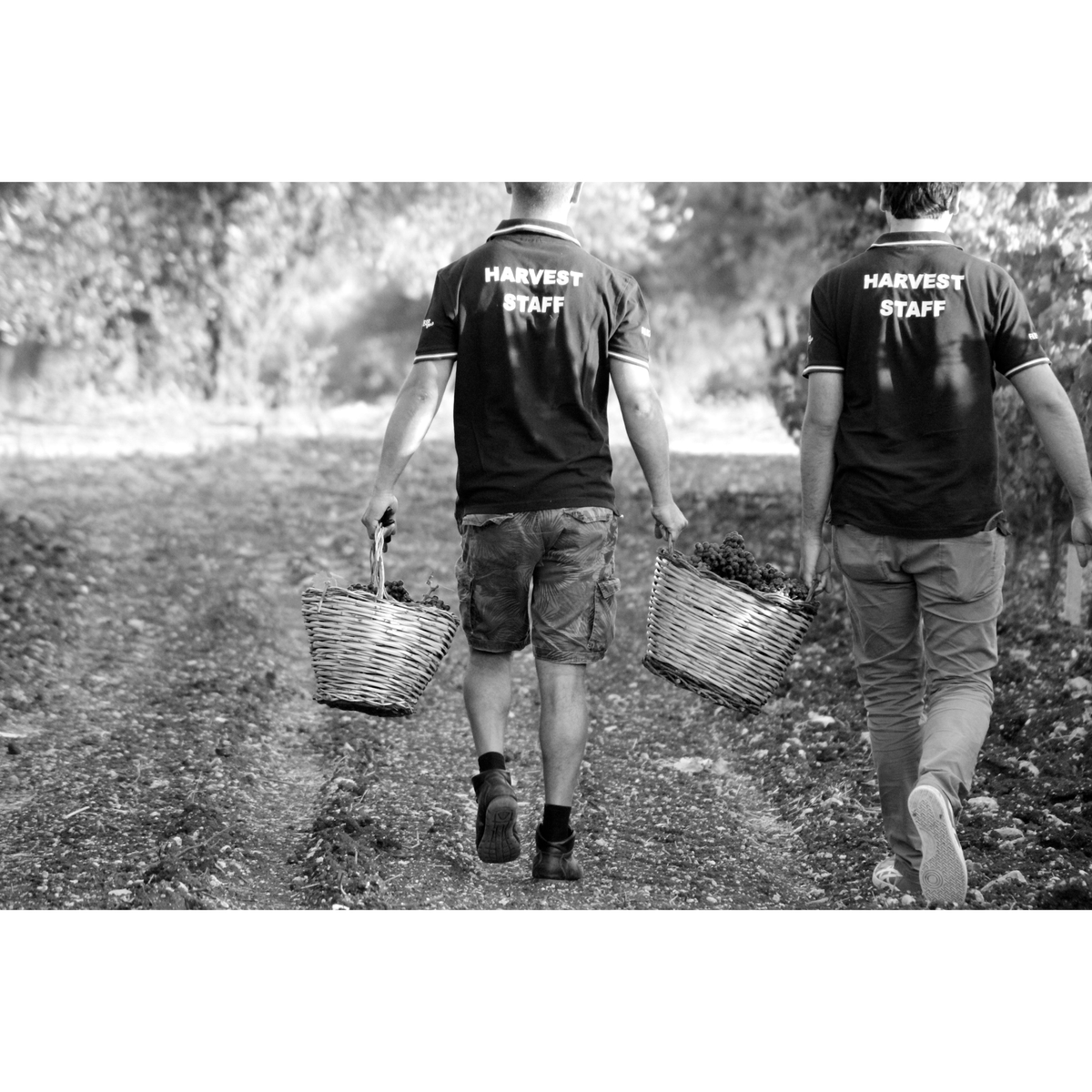 ファンティーニ　エディツィオーネ　チンクエ　アウトークトニ 750ml【赤ワイン　イタリア】