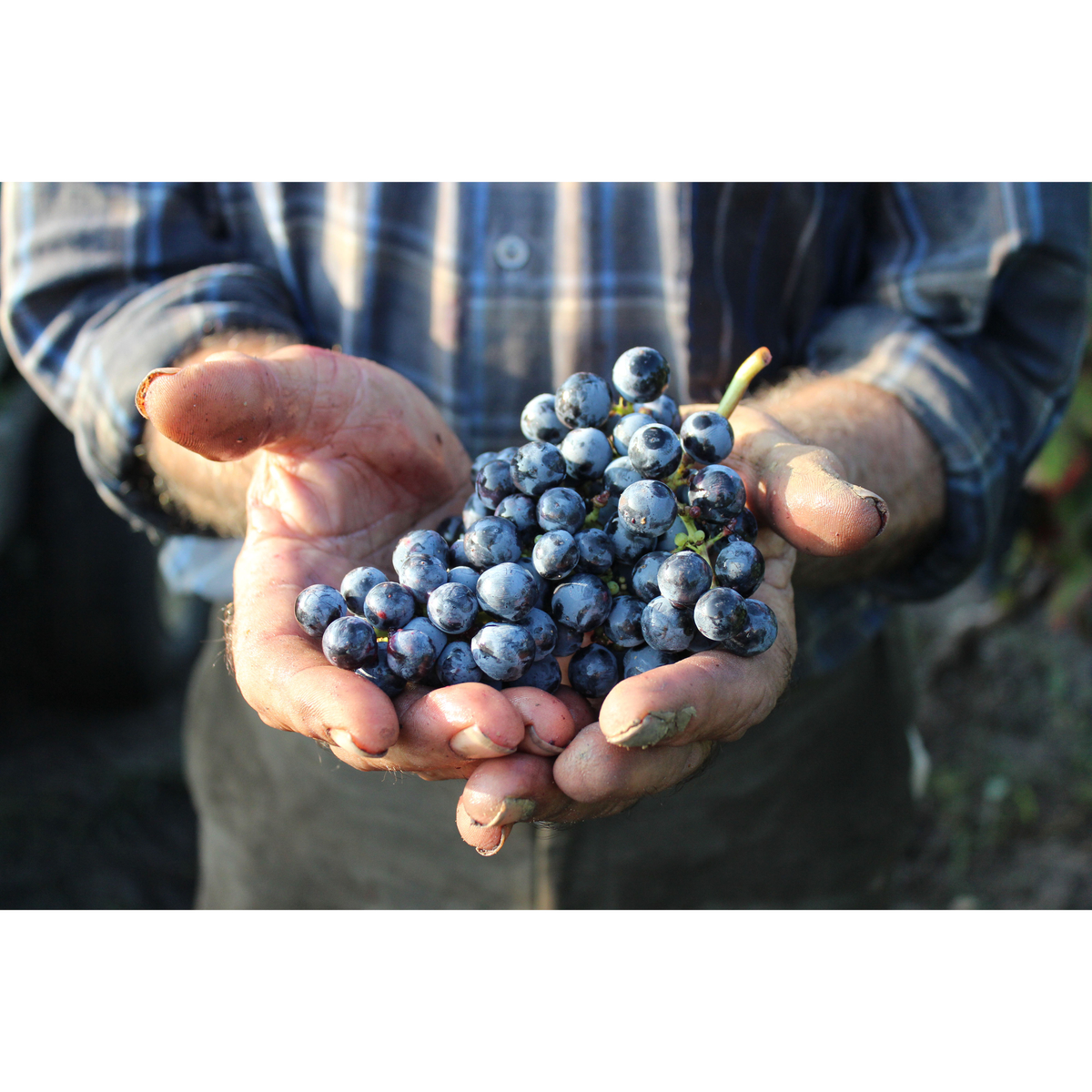 ファンティーニ エディツィオーネ　ビアンコ　750ml【白ワイン　イタリア】