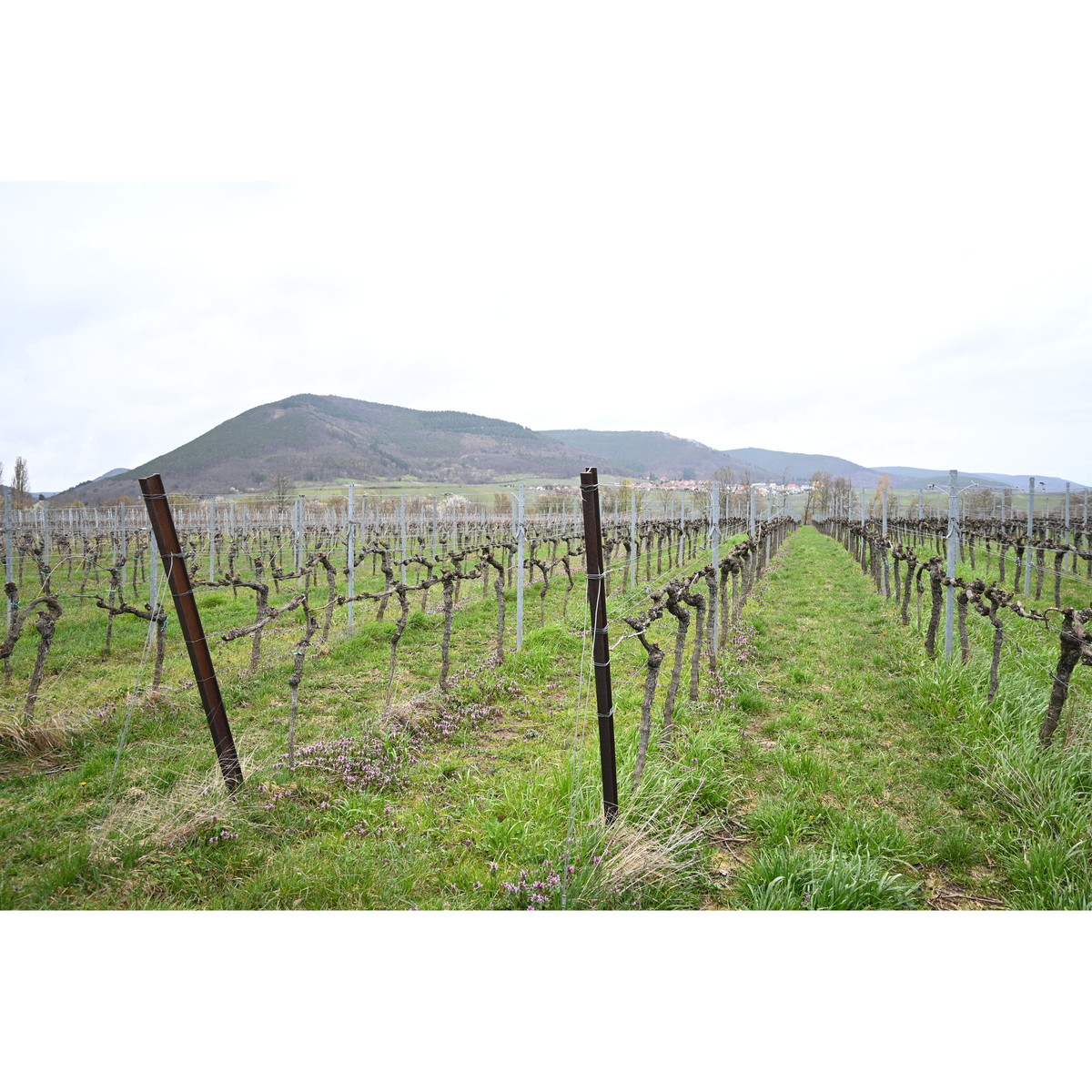 ベルンハルト　コッホ シャルドネ　キュウ゛ェ　チエ　トロッケン  750ml【白ワイン　ドイツ】