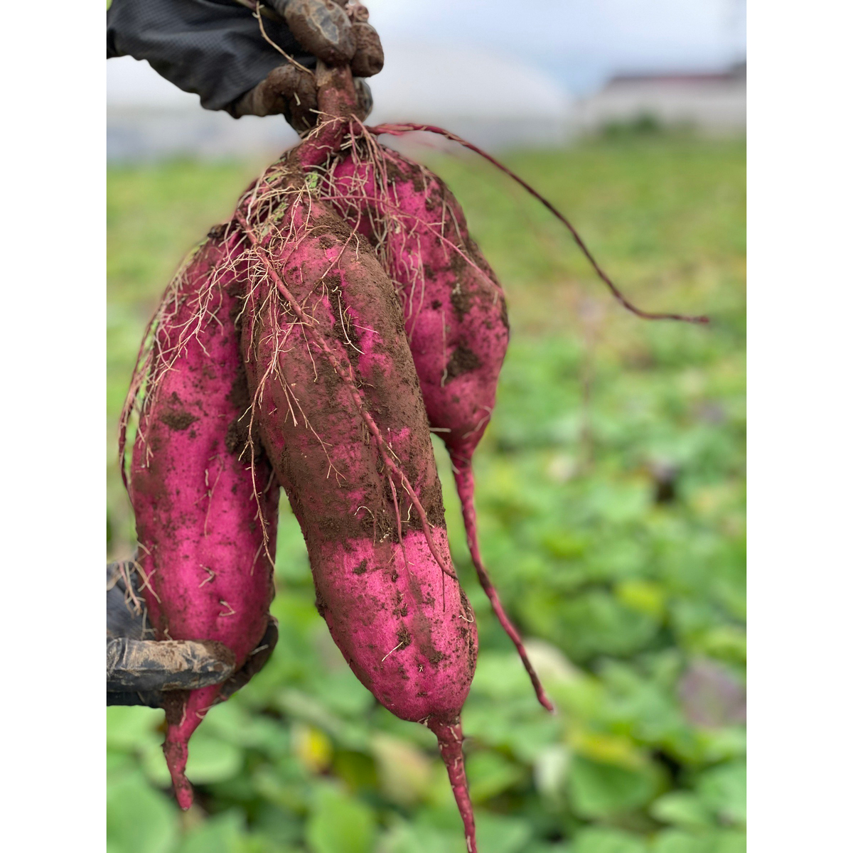 【JAL AGRIPORT】いもけんぴ　甘味