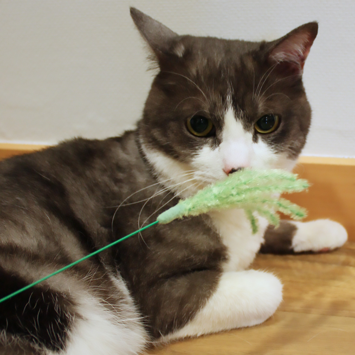 【ペット】じゃれ猫　猫のお遊びススキ草　２本セット