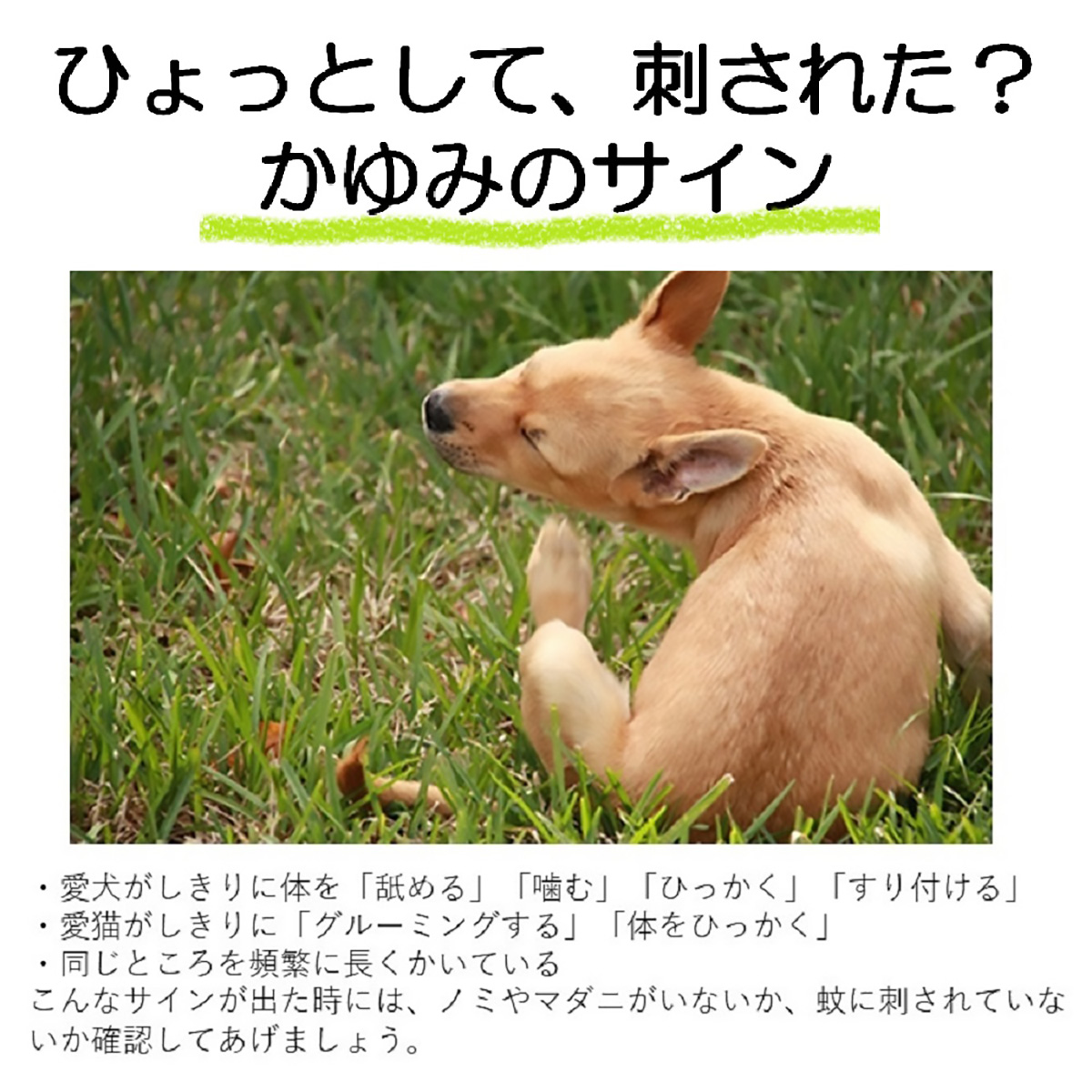 【ペット】おでかけ用虫よけわんにゃんクリップハーブ７０日用　