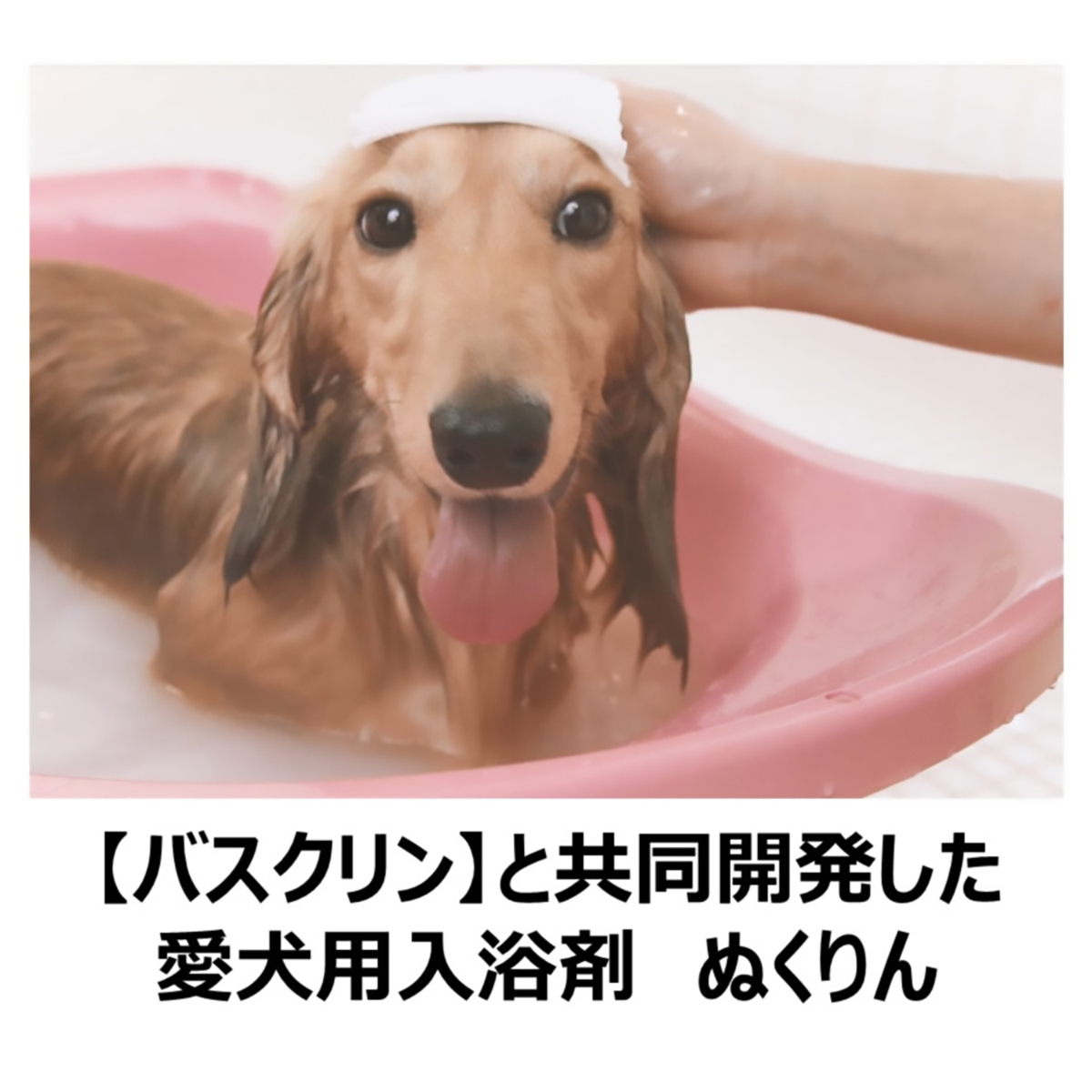 【ペット】愛犬用　炭酸入浴剤ぬくりん　バラの香り　３００ｇ