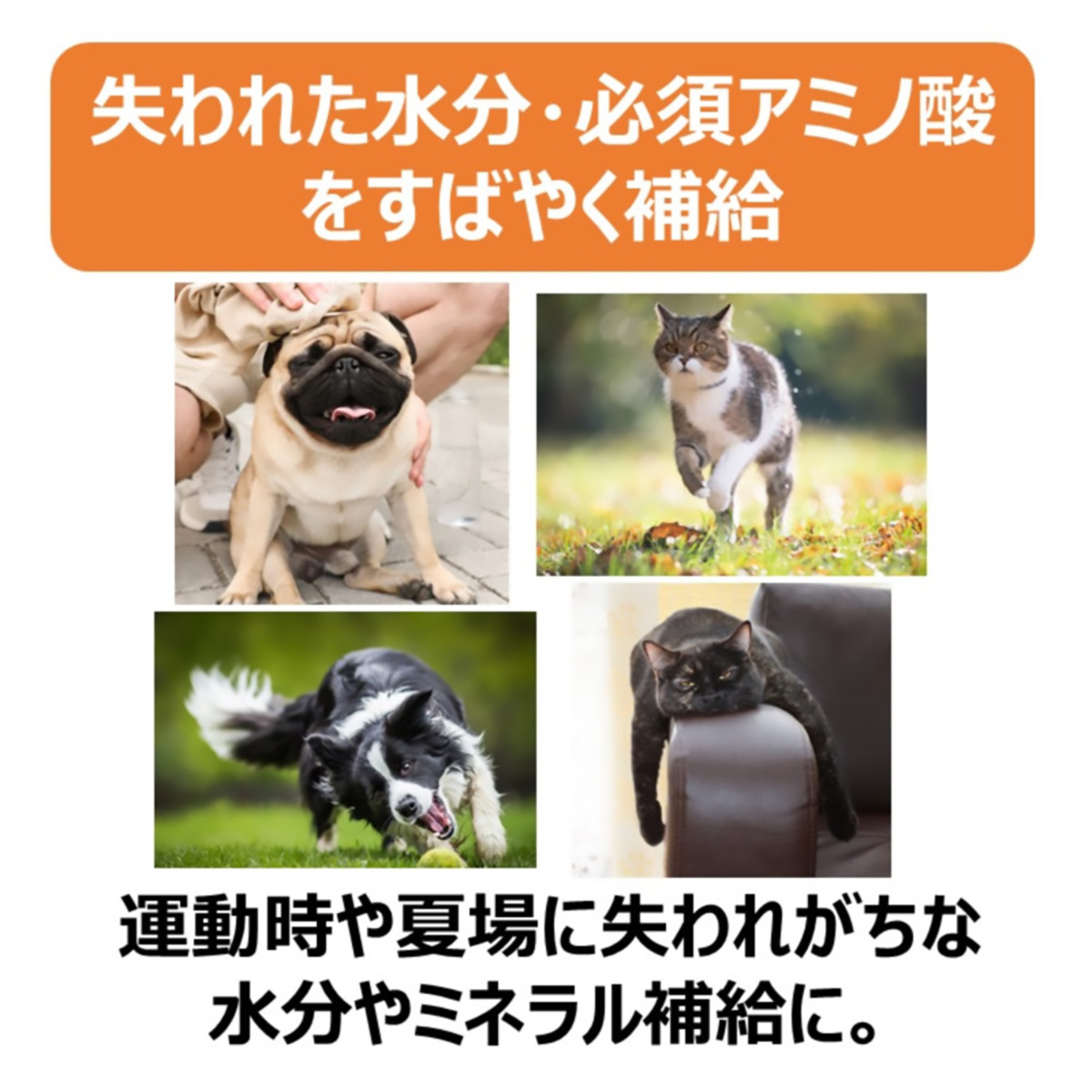 【ペット】アミノペッツ 500ml 261109