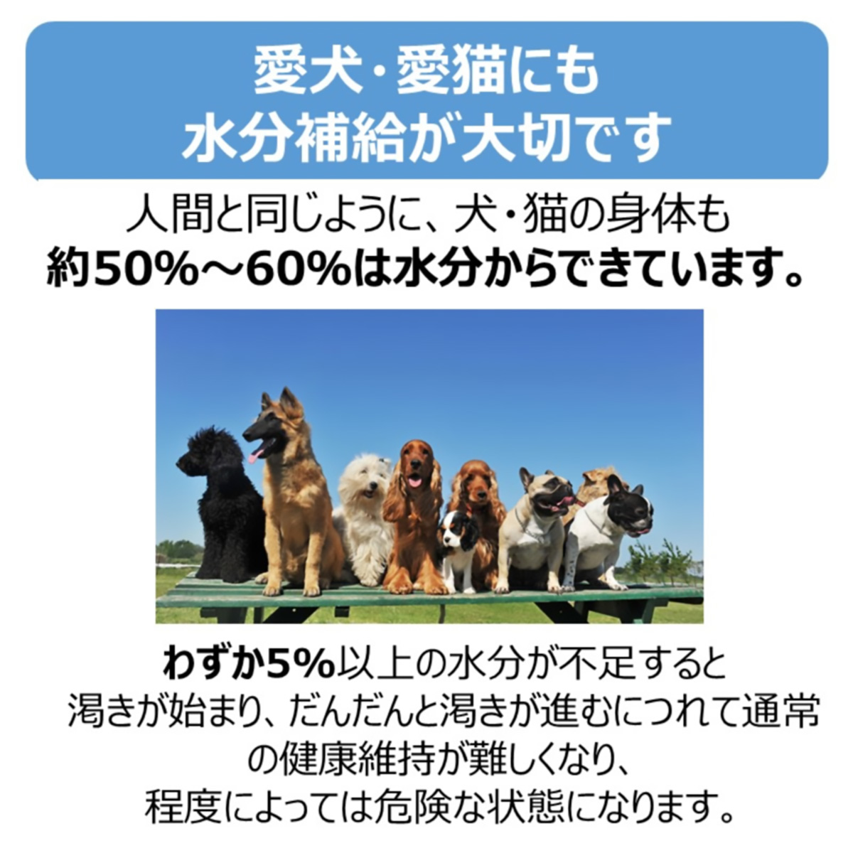 【ペット】ペットスエット パウダー 10g×5本 270331