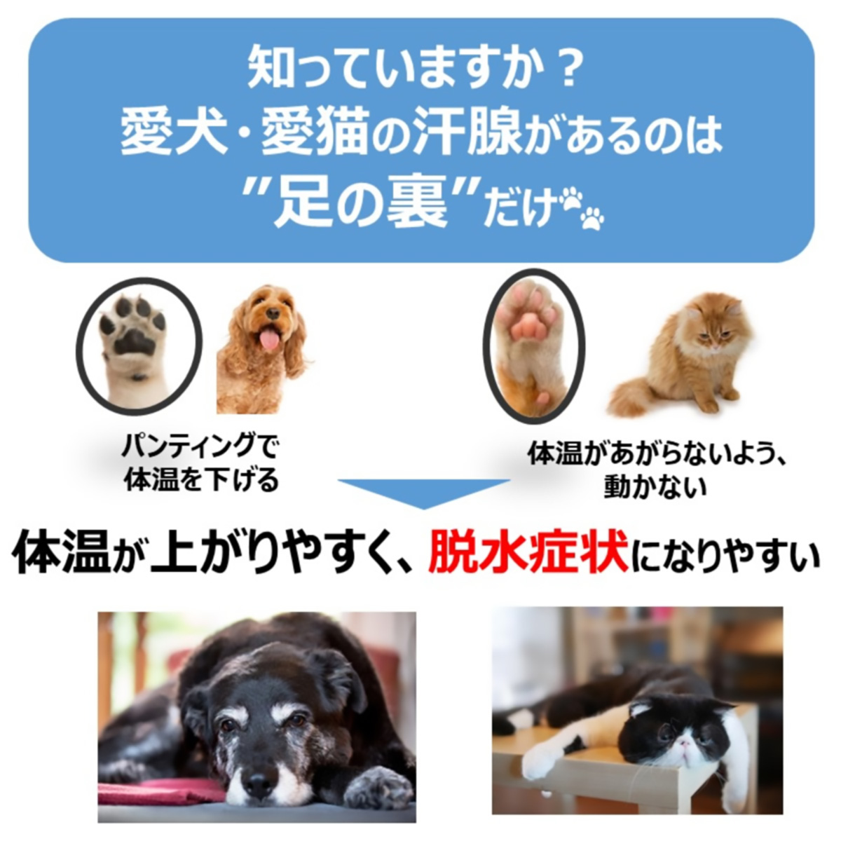 【ペット】ペットスエット パウダー 10g×5本 270331