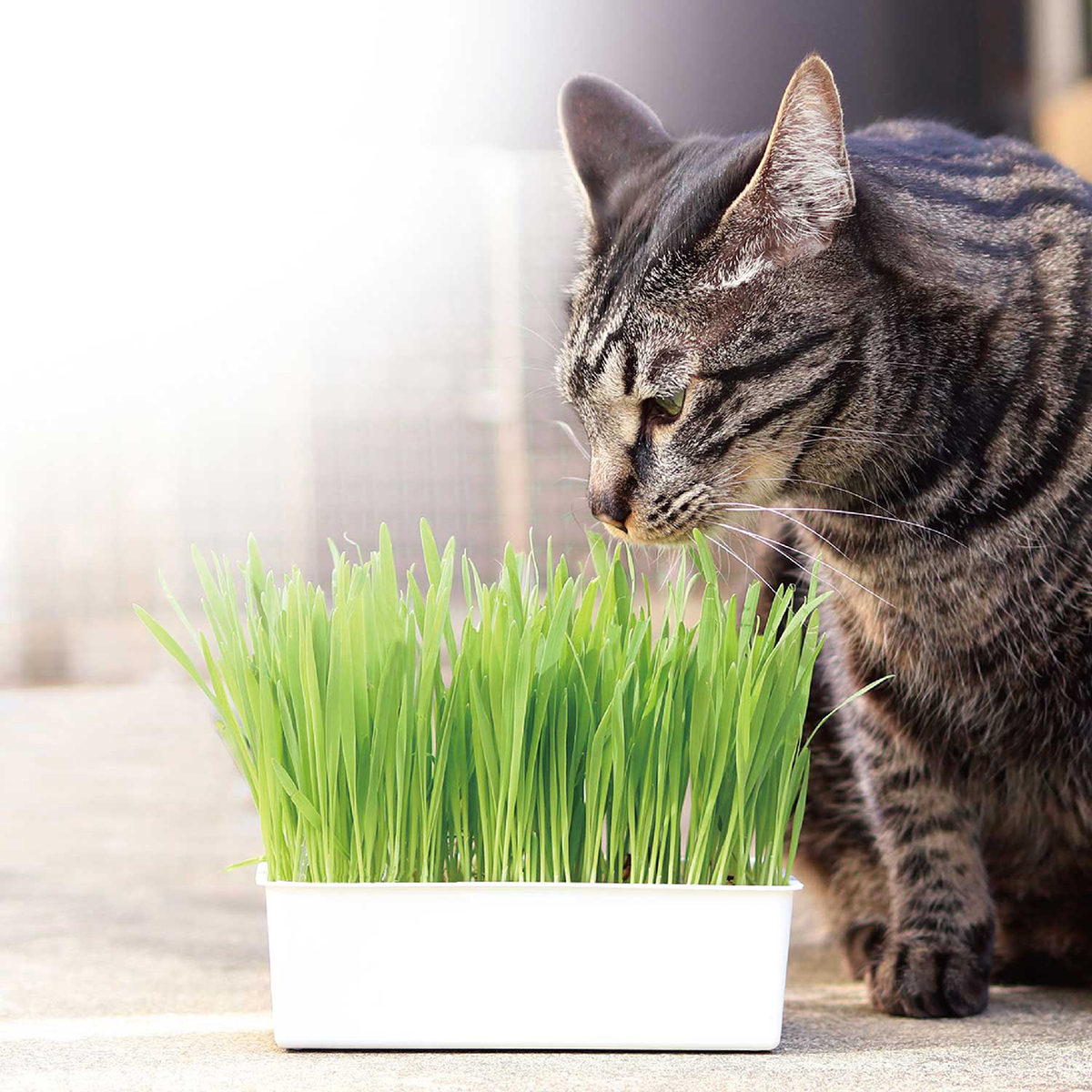 【ペット】おうちで育てる　猫の生野菜　２回分　