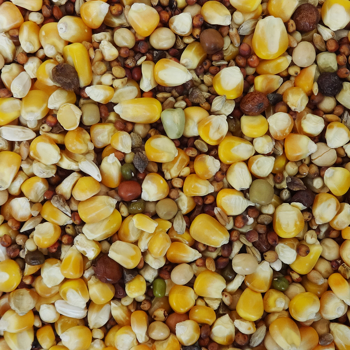 【ペット】エクセル　鳩の食事　６００ｇ