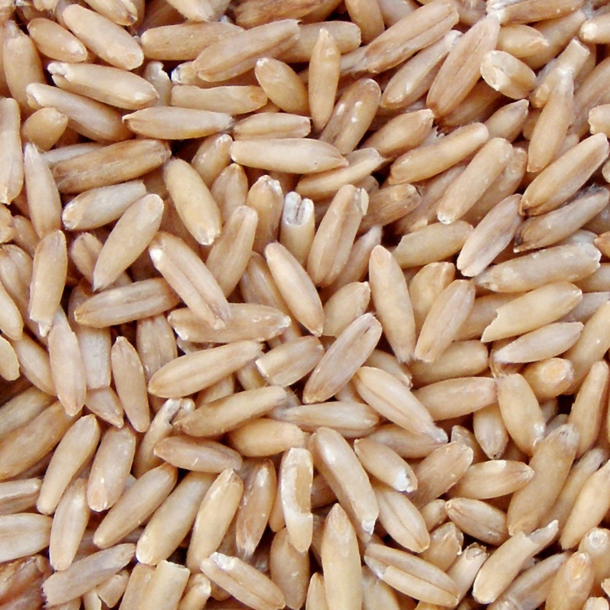 【ペット】エクセル　オーツ麦　皮むき　２８０ｇ 270531