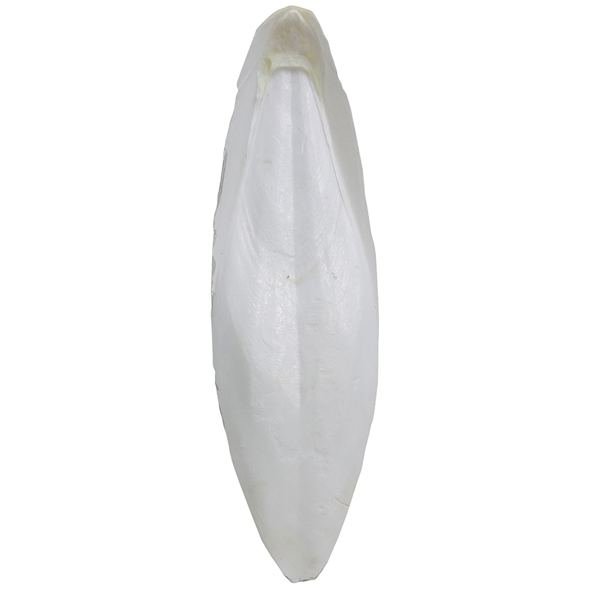 【ペット】エクセル　カトルボーン　 280630