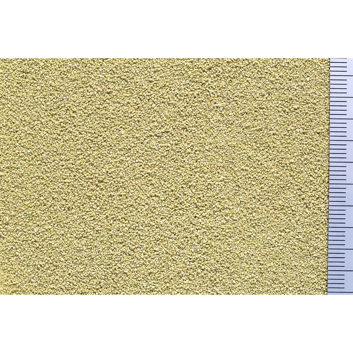 【ペット】すくすくメダカ　４０ｇ