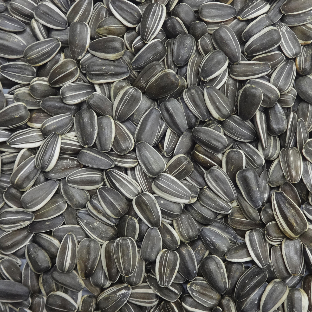 【ペット】プレミアム 大粒ひまわり 550g