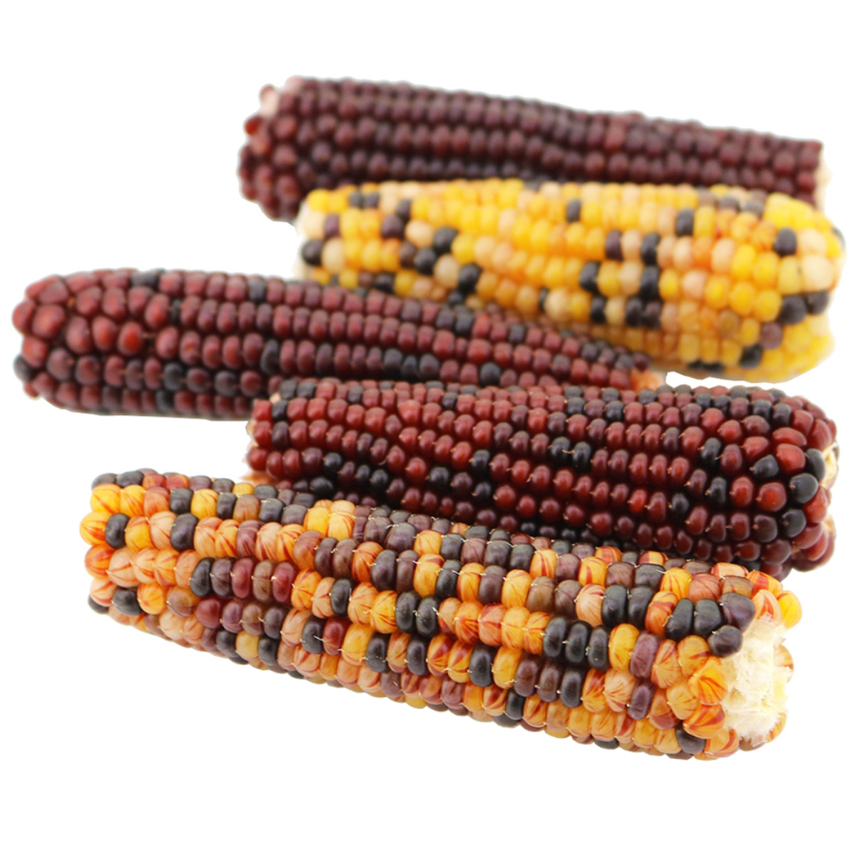 【ペット】小動物のかじっておいしいミニコーン　２００ｇ