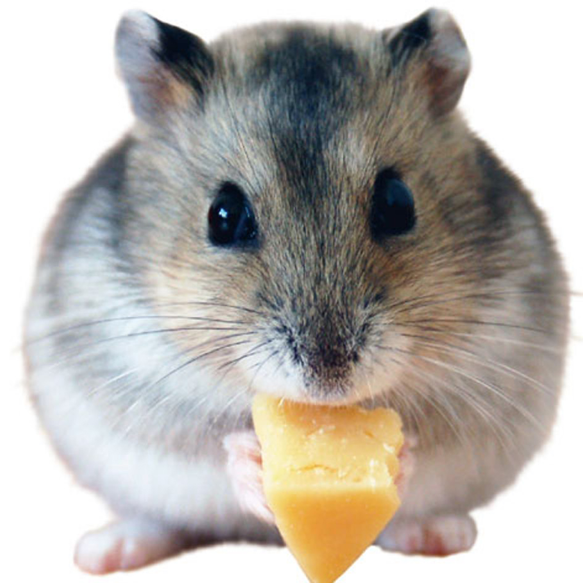 【ペット】ハムスターリスのカットチーズ 70g