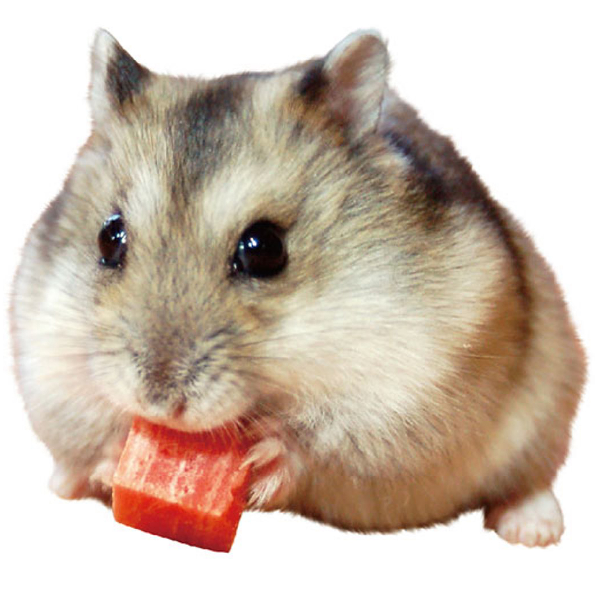 【ペット】ハムスターリスのカットビーフ 60g