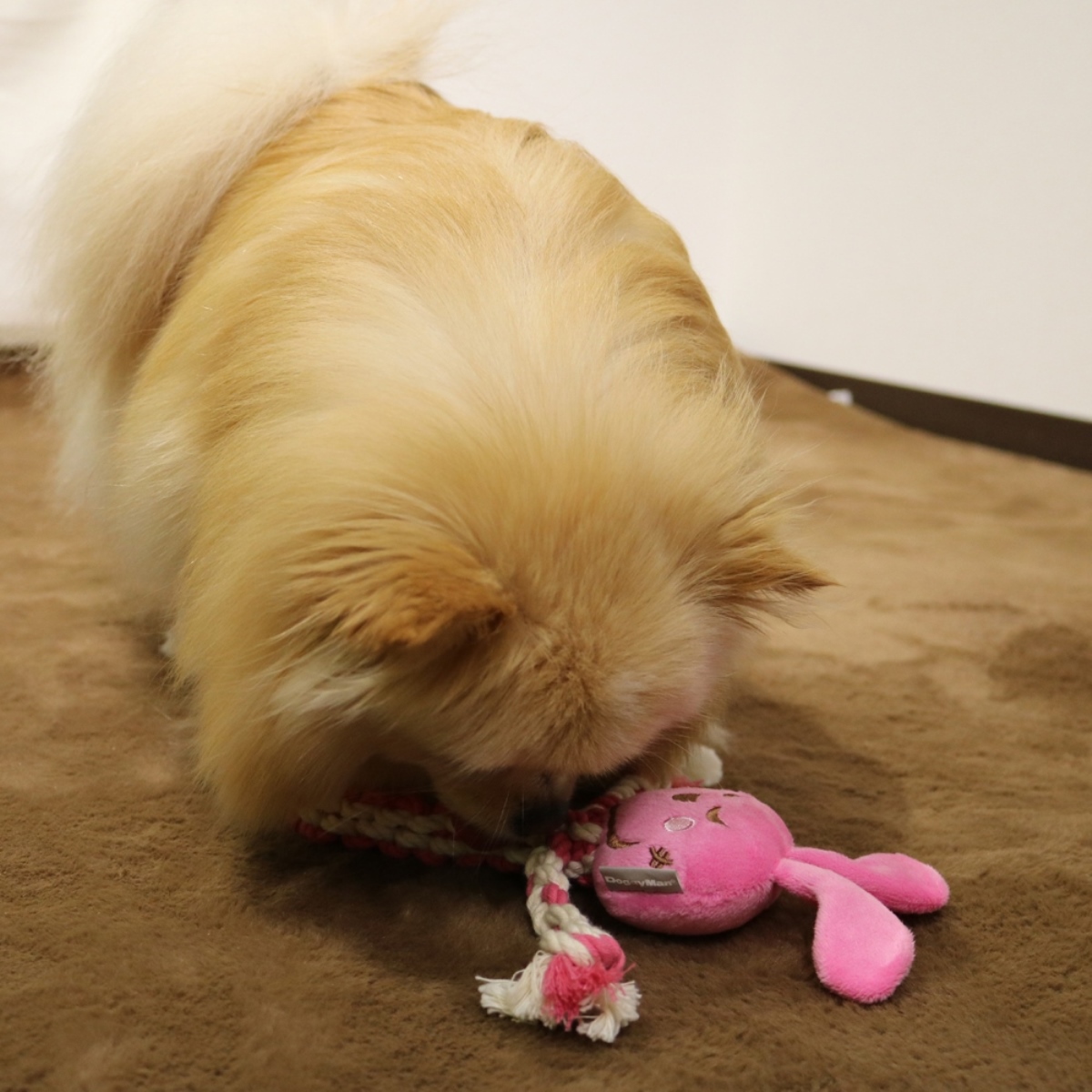 【ペット】激遊びハミガキコットン　うさっち　ＳＳ